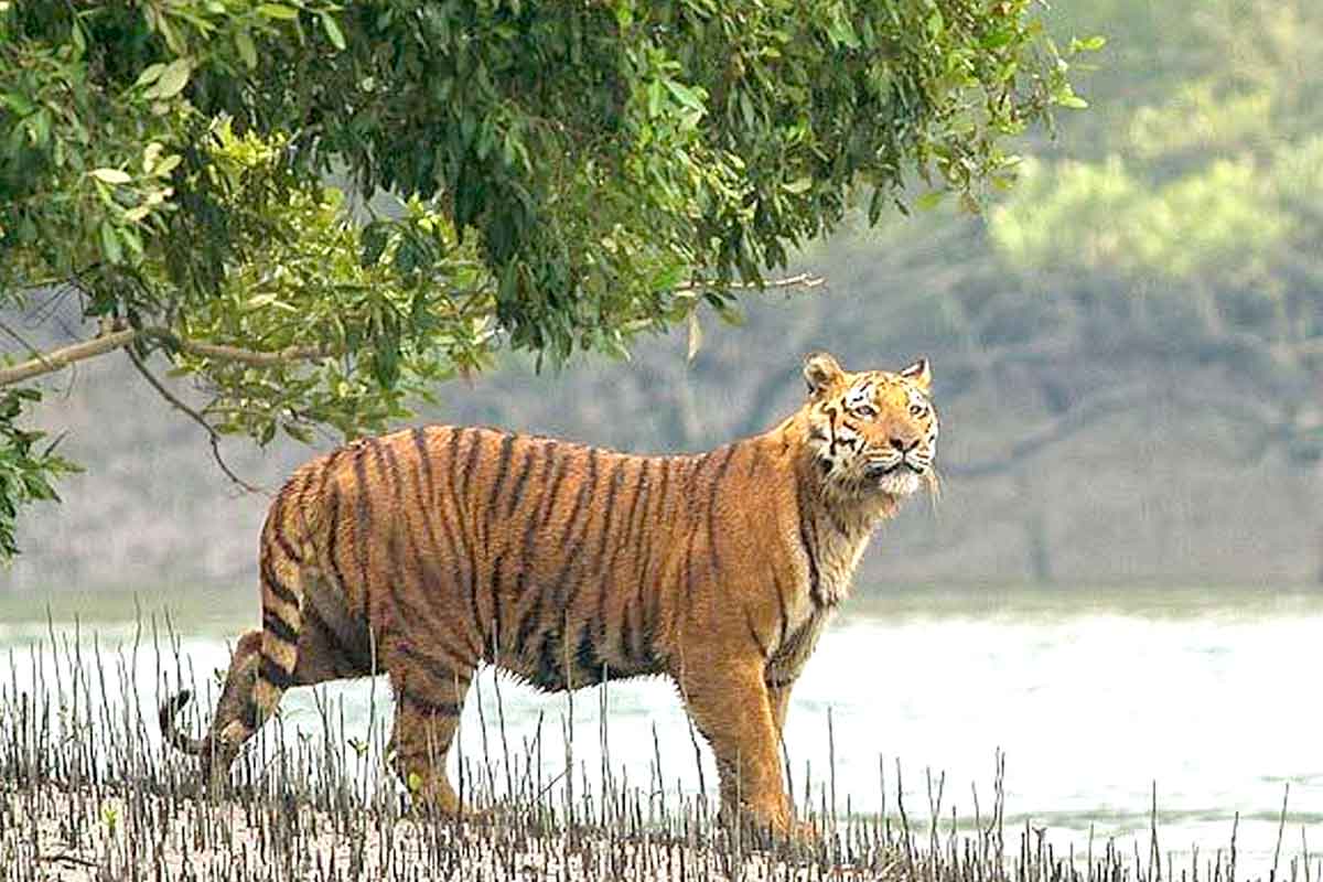 বন-মানুষের শত্রুতা! মধ্যপ্রদেশে বন্যপ্রাণীর হানায় মৃত ৫০, আট মাসে ৪৫টি বাঘের মৃত্যু