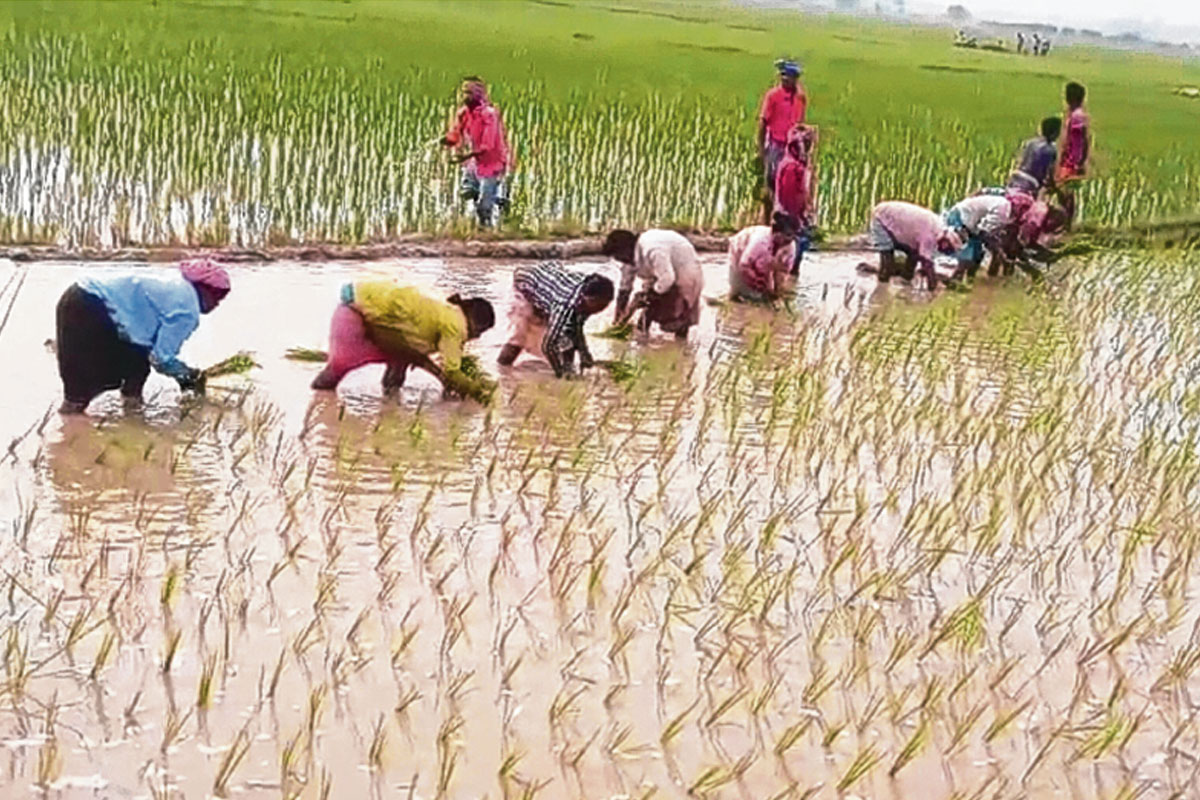 মানবিকতার এক অনন্য নজির! বজ্রাঘাতে মৃত কৃষকের অসমাপ্ত চাষ সারলেন গ্রামবাসী