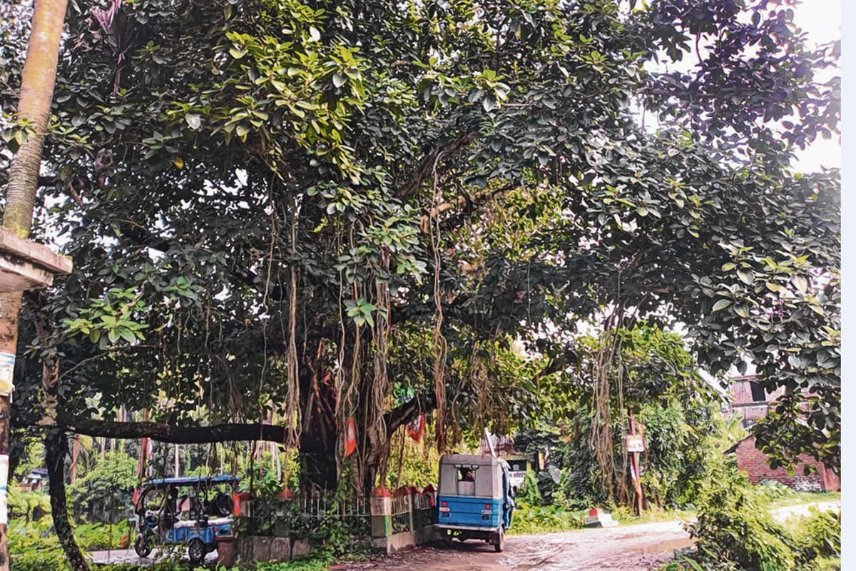 ১৯৪৭ সালের ১৫ আগস্ট পোঁতা হয়েছিল চারাগাছ, নীরবে স্বাধীনতার সাক্ষ্য বহন বাগনানের বৃক্ষত্রয়ীর