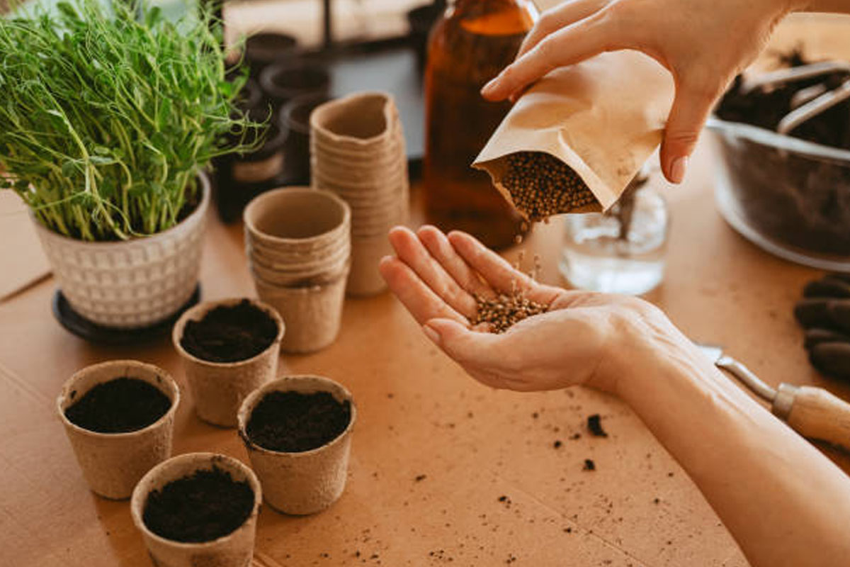 What To Look For When Buying Seeds For Your Balcony Garden