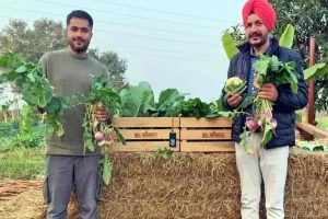 ‘অন্যের জন্য খাটব না’, গুগলের মোটা অঙ্কের চাকরি ছেড়ে কৃষিকাজে মুনাফা তুলছেন পাঞ্জাবের ইঞ্জিনিয়ার
