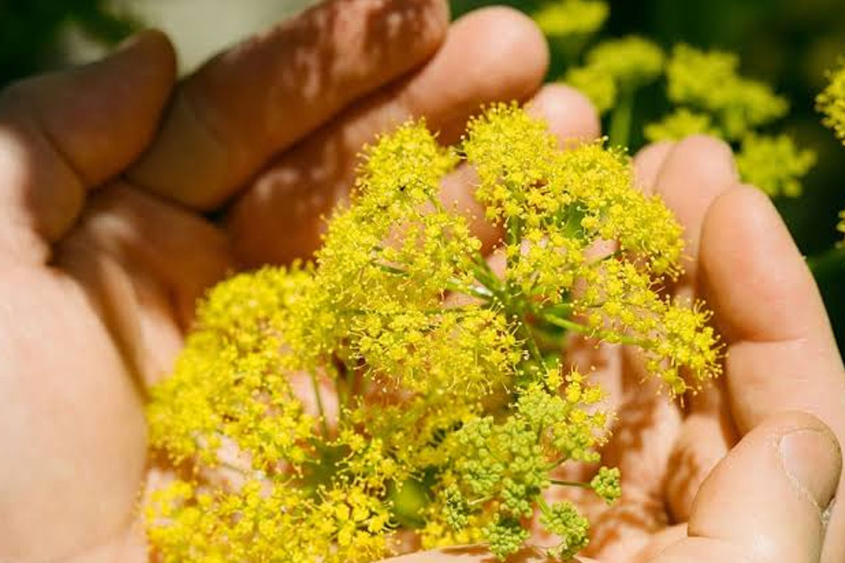 Ancient ‘Miracle Plant’ used as birth control may be found doubts scientists