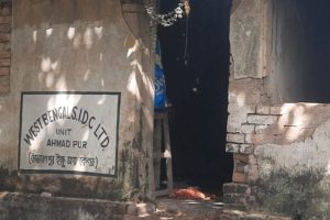 চিনি-গুড়ের দাম ঊর্ধ্বমুখী, কাটোয়ায় ফের বাড়ছে আখ চাষে আগ্রহ