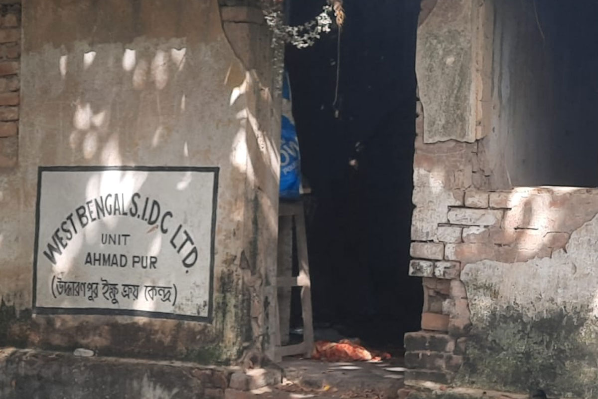 চিনি-গুড়ের দাম ঊর্ধ্বমুখী, কাটোয়ায় ফের বাড়ছে আখ চাষে আগ্রহ