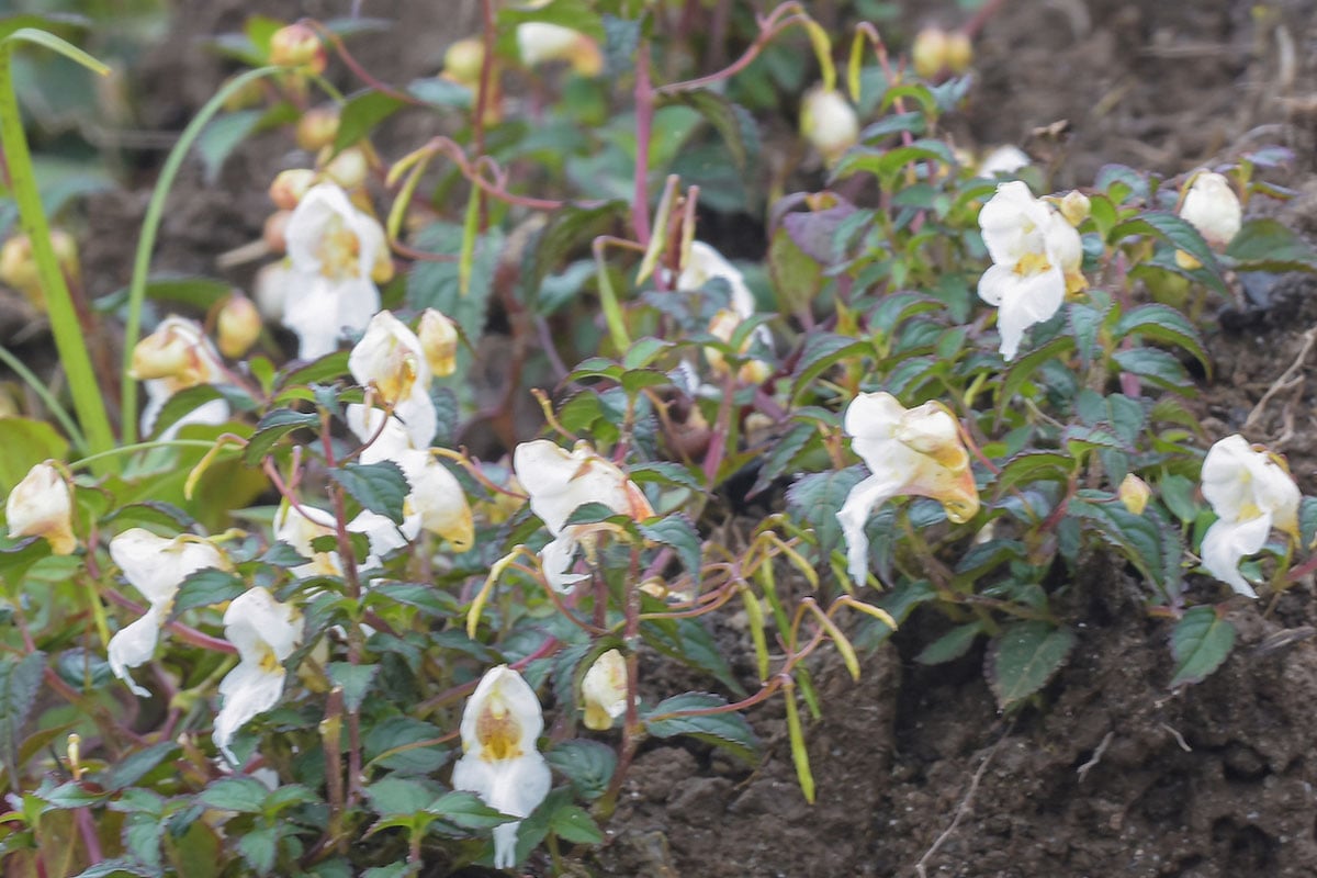 Meet the New Himalayan Plant Named After Mountaineer Nirmal Purja
