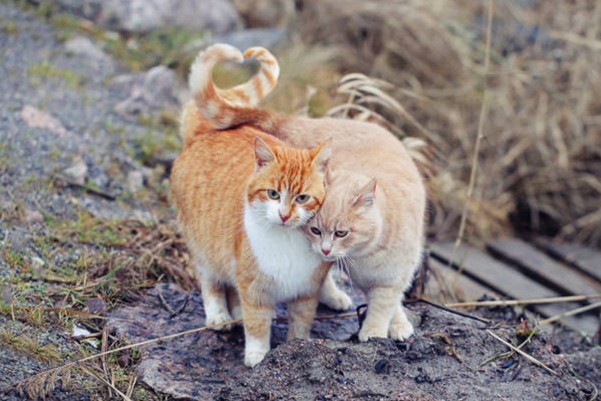 Gay Pets? Understanding Certain Behaviour in Dogs, Cats and Other Animals
