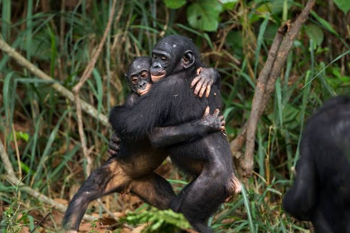 Gay Pets? Understanding Certain Behaviour in Dogs, Cats and Other Animals