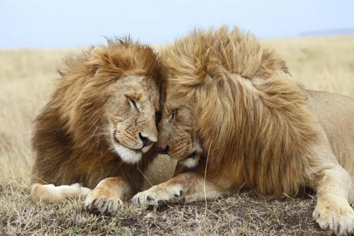 Gay Pets? Understanding Certain Behaviour in Dogs, Cats and Other Animals