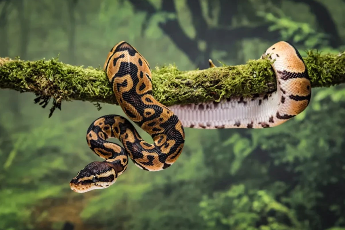 From King Cobras to Pythons: 5 Indian Destinations for Snake Lovers