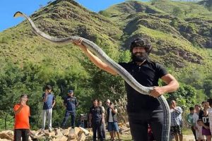 সাপেদের প্রতি গভীর টান? ভারতের এই ৫ জঙ্গল সাফারিতে দেখা পাবেন এই রাজকীয় সরীসৃপদের