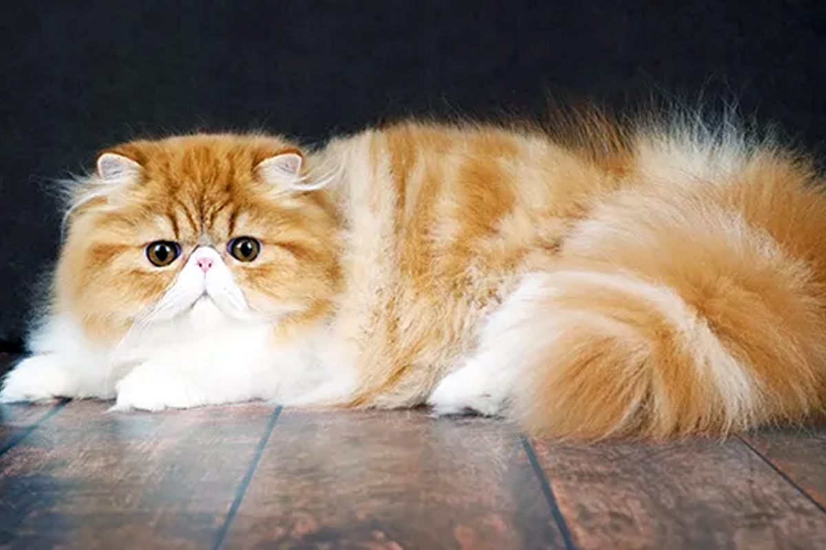 shruti haasan cat allergy symptoms when it becomes serious