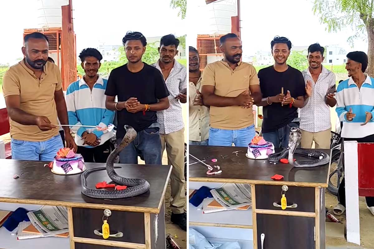 কেক কেটে, গান গেয়ে গোখরোর জন্মদিন পালন! নাগপঞ্চমীতে ভাইরাল বিষধরের বিস্ময়কর ভিডিও