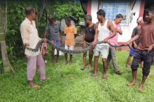 কাঁটাতারে ক্ষতবিক্ষত ১৪ ফুটের কিং কোবরা! তোলা হল অপারেশন টেবিলে, তারপর যা হল…