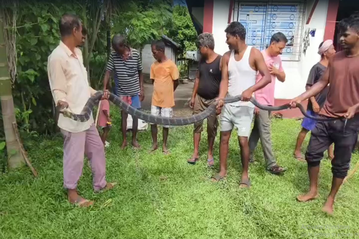 কাঁটাতারে ক্ষতবিক্ষত ১৪ ফুটের কিং কোবরা! তোলা হল অপারেশন টেবিলে, তারপর যা হল…