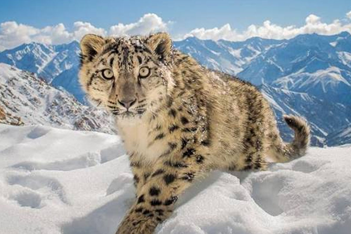 Explore Ladakh’s first high-altitude wildlife safari,