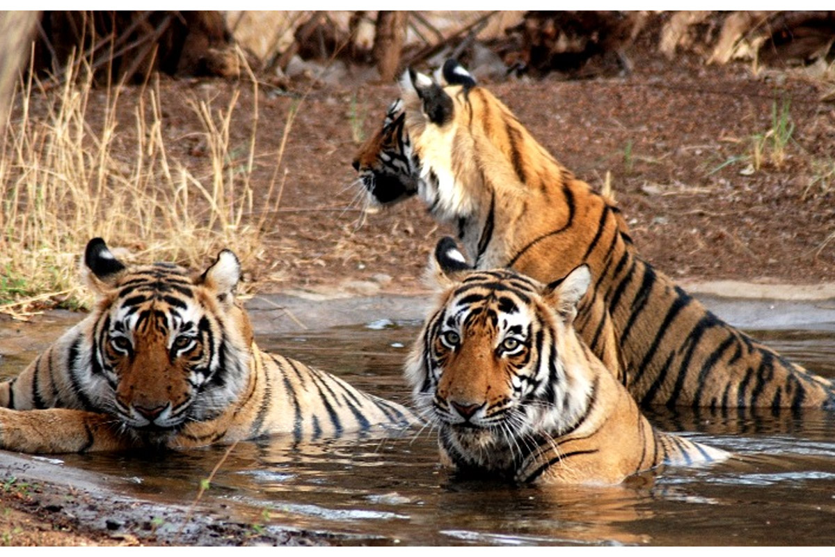 5 Stunning UNESCO World Heritage Sites in India You Must Visit