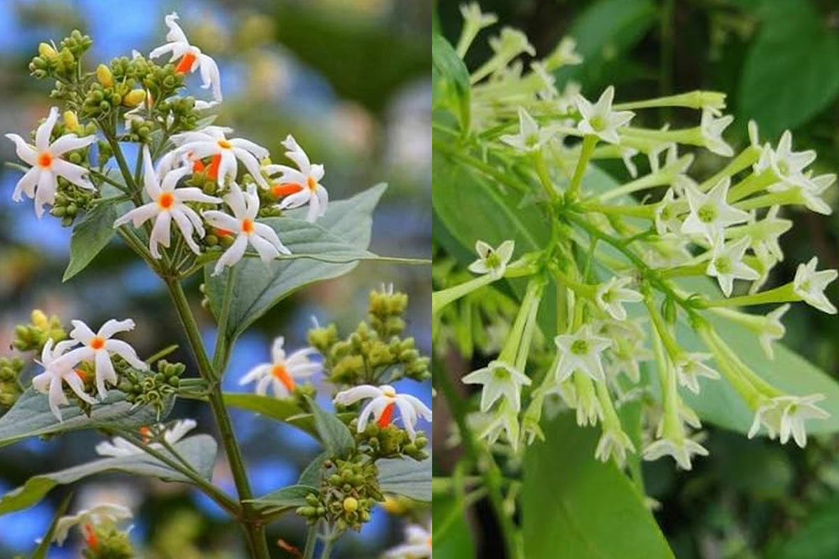Night-flowering jasmine, Night-blooming jasmine these trees add fragrance