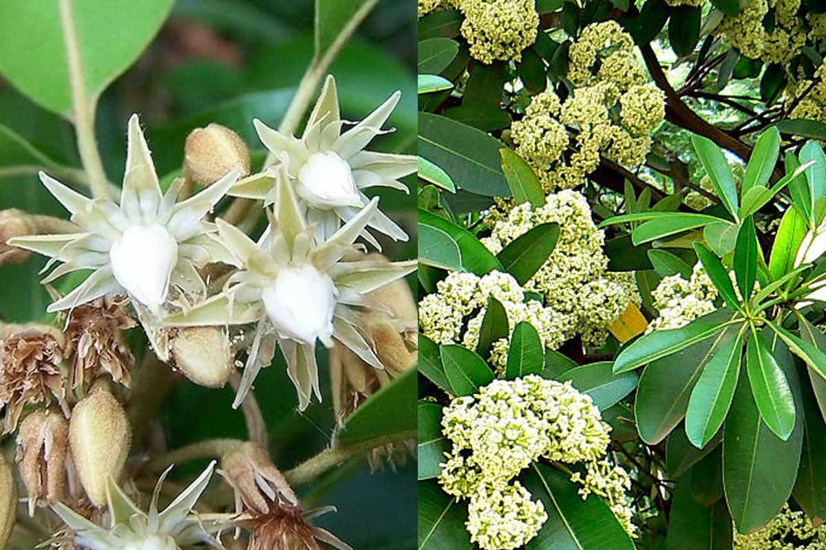 Spanish cherry and Devil’s tree — fragrant trees