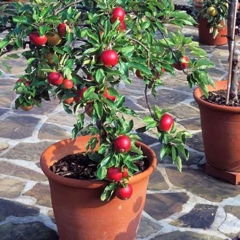 5 Vastu Plants to Strengthen Venus for Love,