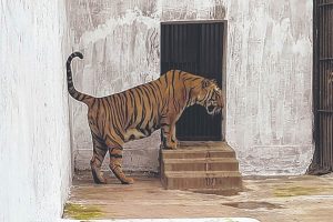 কঙ্কালসার দশা বাঘ-সিংহদের! আলিপুর চিড়িয়াখানার ‘চূড়ান্ত উদাসীনতা’ চাক্ষুষ করে হতবাক বনমন্ত্রী