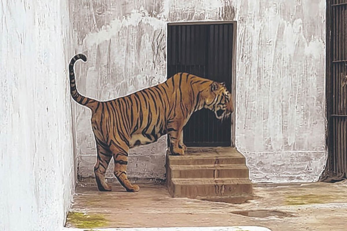 কঙ্কালসার দশা বাঘ-সিংহদের! আলিপুর চিড়িয়াখানার ‘চূড়ান্ত উদাসীনতা’ চাক্ষুষ করে হতবাক বনমন্ত্রী