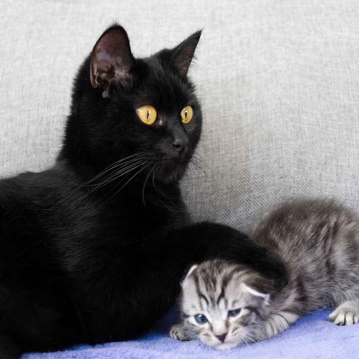 Black-Cat
