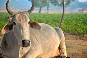 গুজরাটে গরুর যৌন নির্যাতন! হাতেনাতে ধরা পড়লেন যুবক, তারপর…