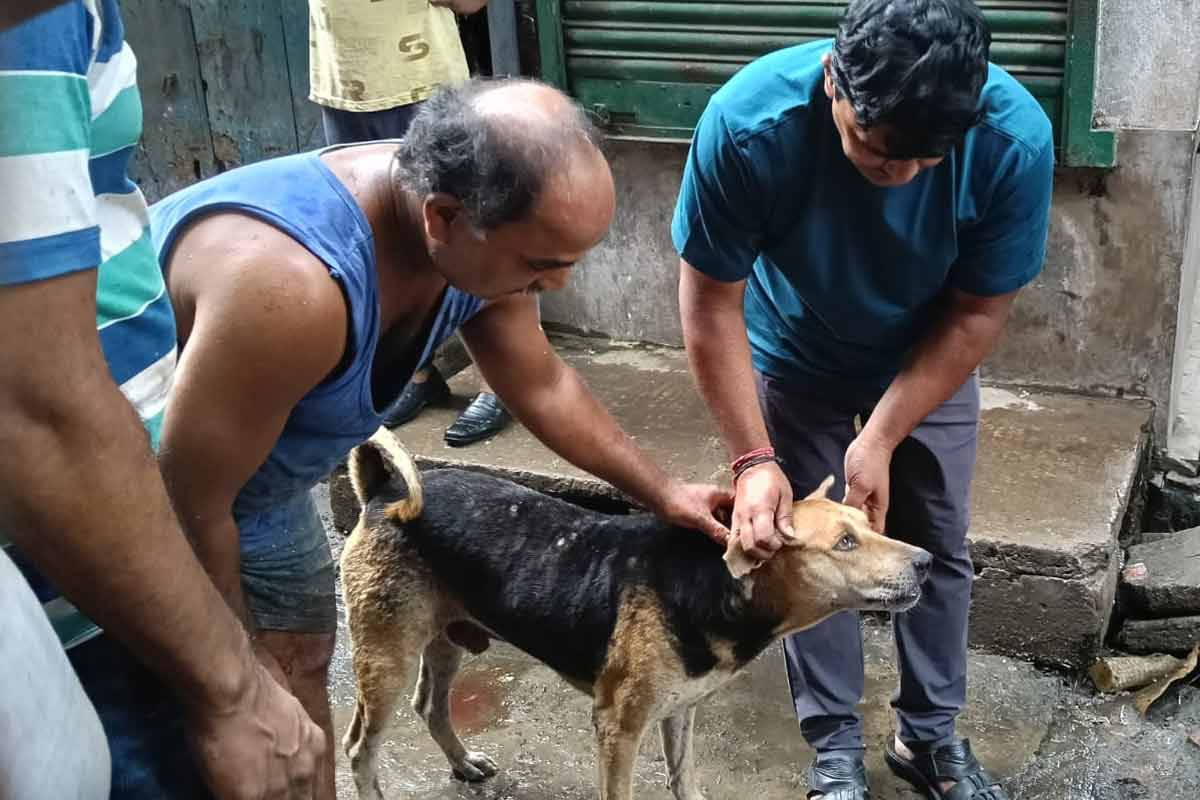 মাঝরাস্তায় সঙ্গমে লিপ্ত কুকুরের লিঙ্গে ধারালো অস্ত্রের কোপ মাংস ব্যবসায়ীর! তারপর যা হল…