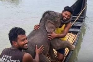 ক্লান্তিকর খবরের ভিড়ে হস্তিশাবকের বাঁচার গল্প যেন রূপকথা!