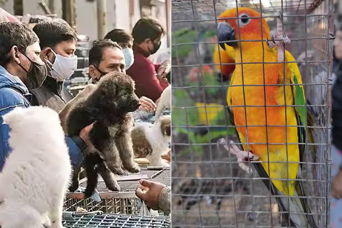 গ্যালিফ স্ট্রিটে সংরক্ষিত বন্যপ্রাণী-পাখি বিক্রি করা যাবে না! কোর্টের নির্দেশের পর ‘অ্যাকশনে’ প্রশাসন