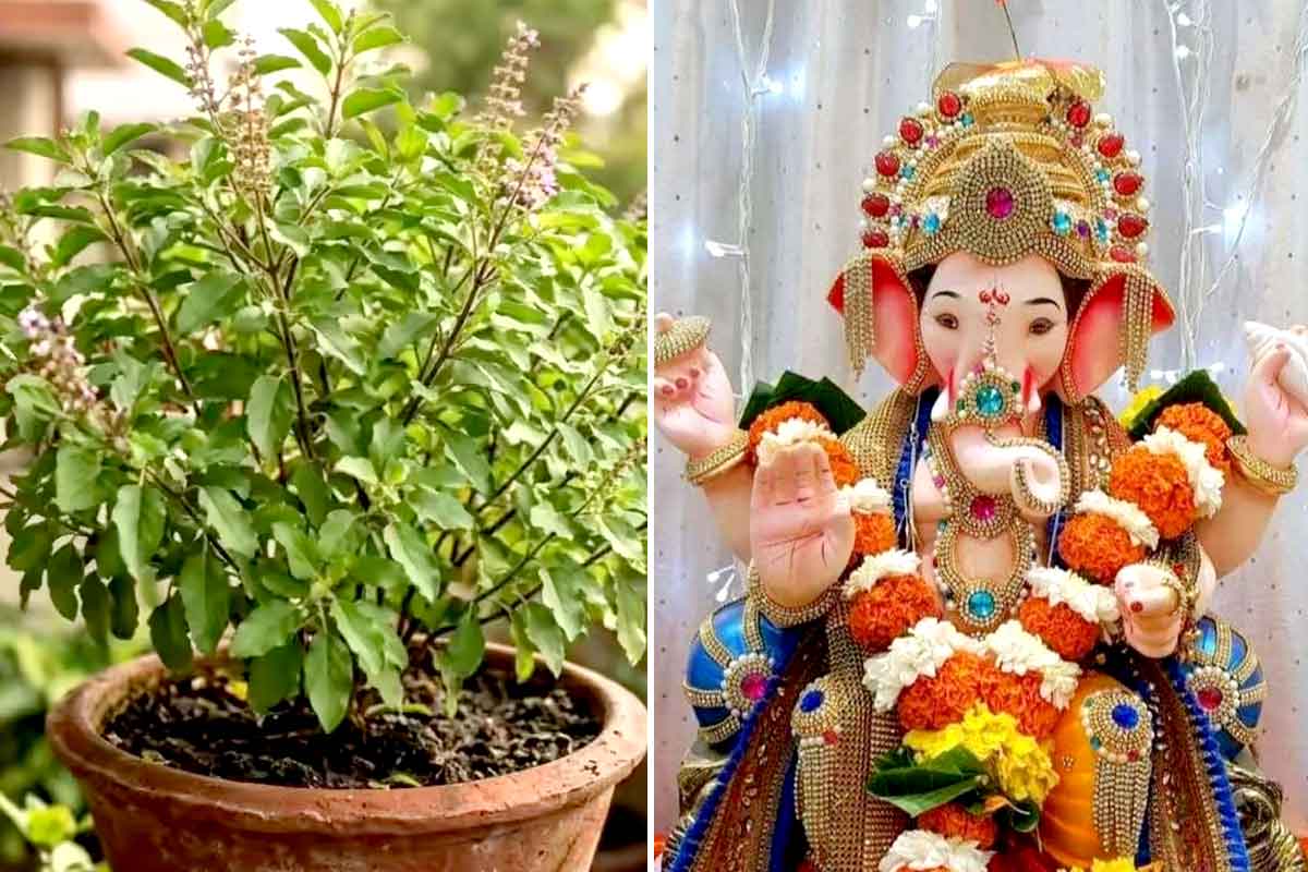 গণেশ পুজোয় তুলসী অর্পণ করলে রুষ্ট হন দেবতা! নেপথ্যে কোন পুরাণ কাহিনি?