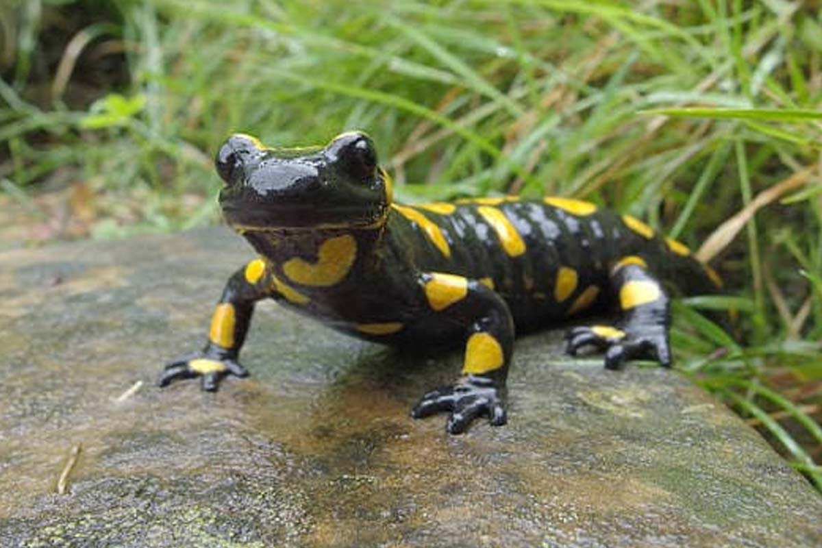 World's first Himalayan Salamander Sanctuary is being set up in Kurseong