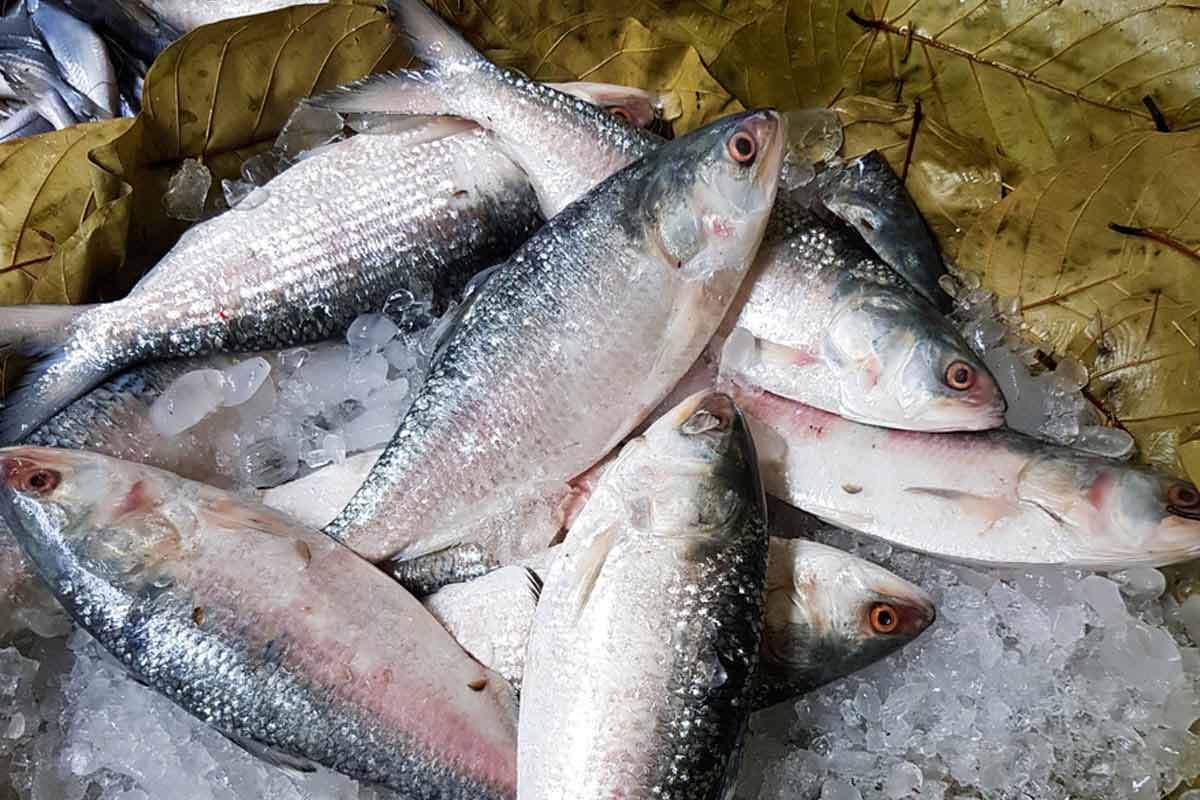সমুদ্রের ইলিশে মিলবে না গঙ্গার স্বাদ, কেনার আগে জেনে নিন রূপোলি শস্য চেনার উপায়