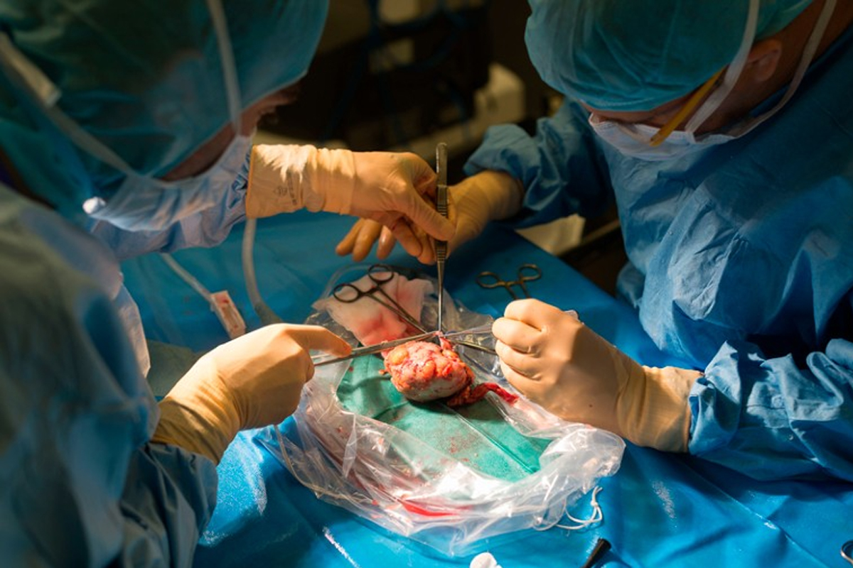 pig kidney 9 months human kidney transplant