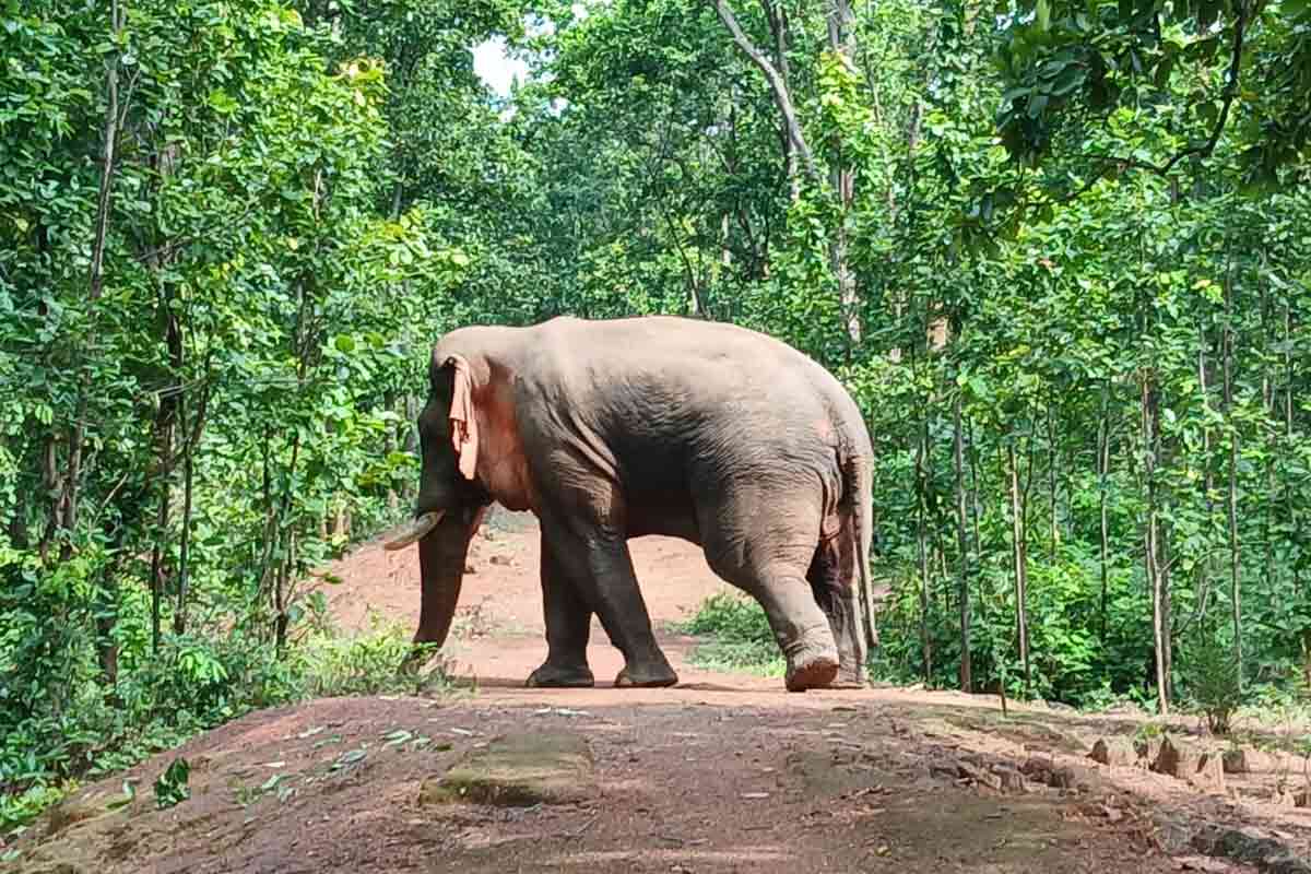 কুমড়োর সঙ্গে ওষুধ খেয়েই কেল্লাফতে, হাঁটাচলা শুরু ‘রামলালে’র