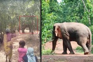 জঙ্গলে হাতির মুখোমুখি বৃদ্ধা, প্রাণভয়ে ছুড়লেন ‘সুর-অস্ত্র’, তাতেই ঘায়েল রামলাল!