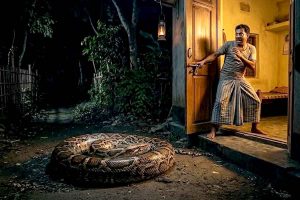 মধ্যরাতে ঘরের দুয়ারে সাক্ষাৎ মৃত্যু! কুণ্ডলী পাকিয়ে ১০ ফুট লম্বা অজগর, কী করলেন গৃহকর্তা?
