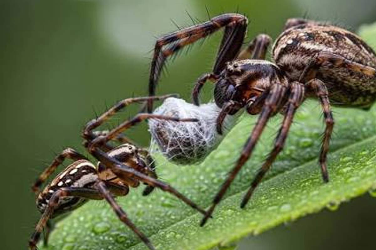 Many female spider eat mates after intimacy