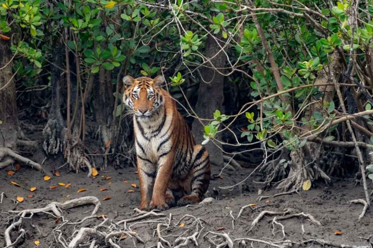নদী বেয়ে নয়, এবার আকাশ থেকেই দেখা যাবে ভয়ংকর সুন্দর রয়্যাল বেঙ্গল, ব্যাঘ্র-পর্যটনে ‘মহাগুরু’র পরিকল্পনা
