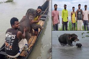 সাধারণের মাঝেও অসাধারণ! তিস্তায় হস্তীশাবককে বাঁচিয়ে রাতারাতি ‘হিরো’  ৫ মৎস্যজীবী