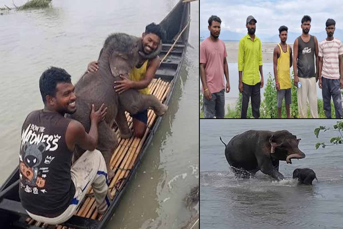 সাধারণের মাঝেও অসাধারণ! তিস্তায় হস্তীশাবককে বাঁচিয়ে রাতারাতি ‘হিরো’  ৫ মৎস্যজীবী