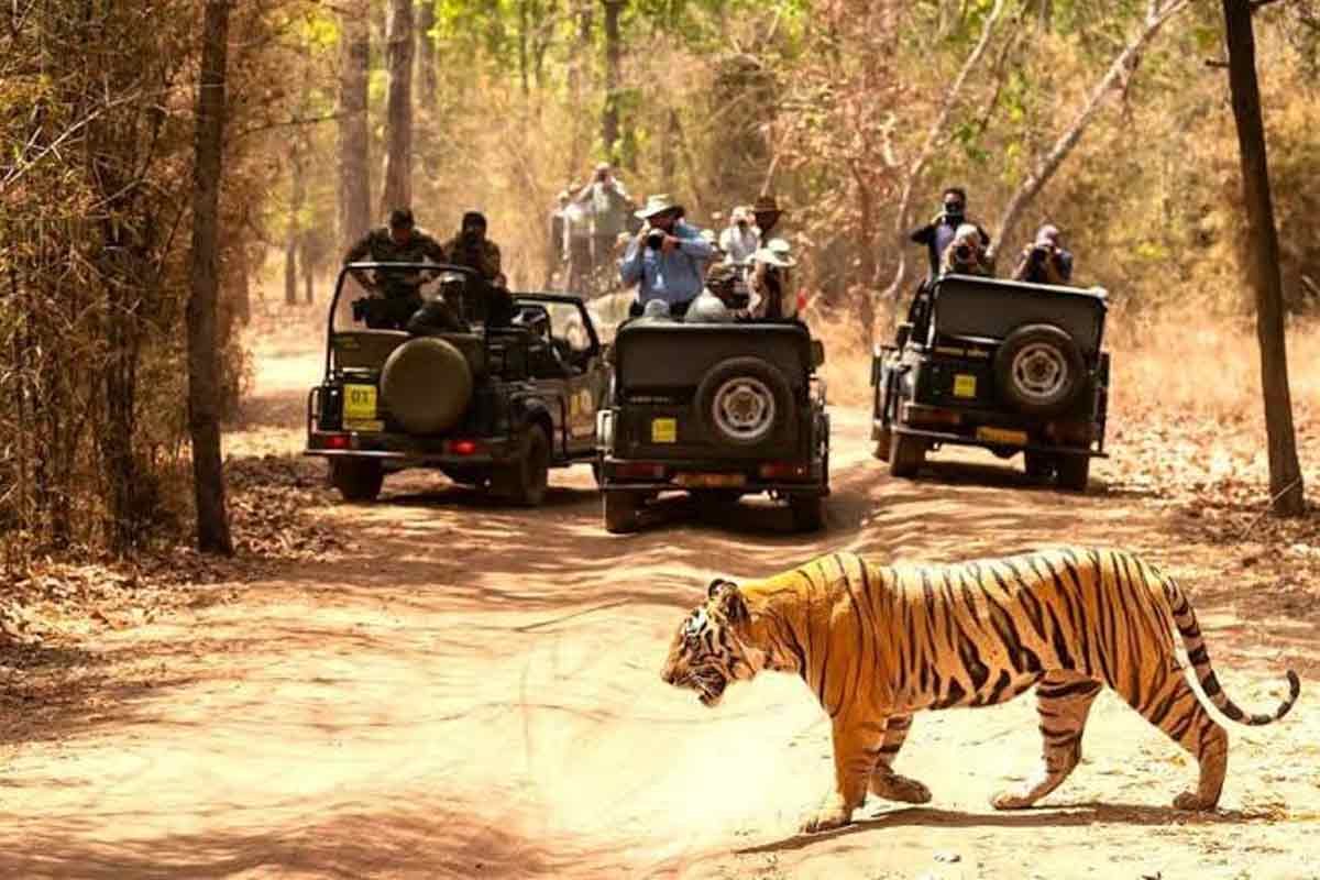 ঝাড়গ্রামেও এবার টাইগার সাফারি! বদলের বাংলায় পর্যটনে জোয়ার