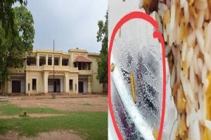 কেন্নো, আরশোলার পর পাঠভবনের খাবারে ফের পোকা! তদন্তের আশ্বাস বিশ্বভারতীর