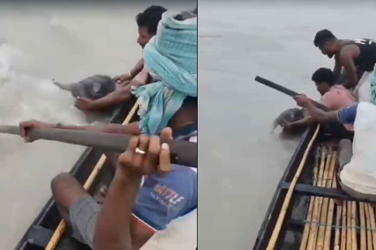 Elephant calf rescued from Teesta, mother comes to visit