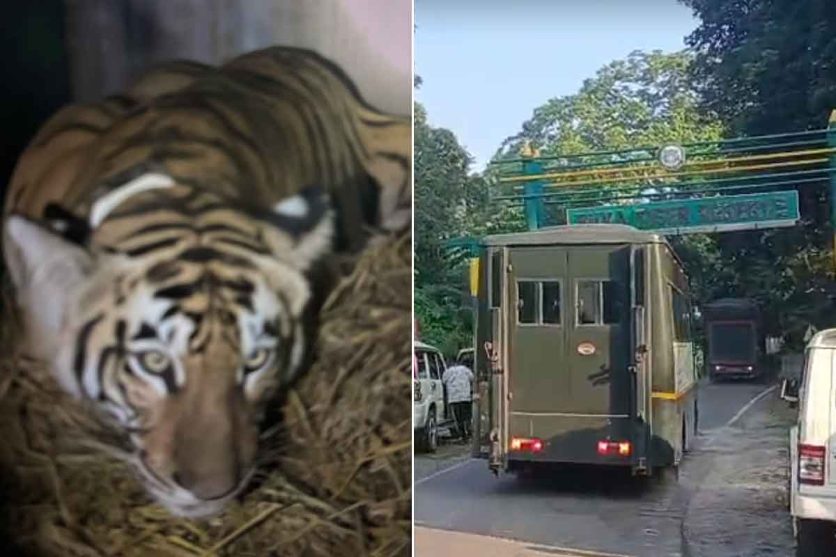 ‘কিং ইজ রিটার্ন’, বক্সায় পৌঁছল বিহারের বাঘিনী, খাঁচাতেই খোশমেজাজে হলদে ডোরা-কাটা