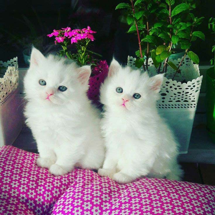 White-Cat