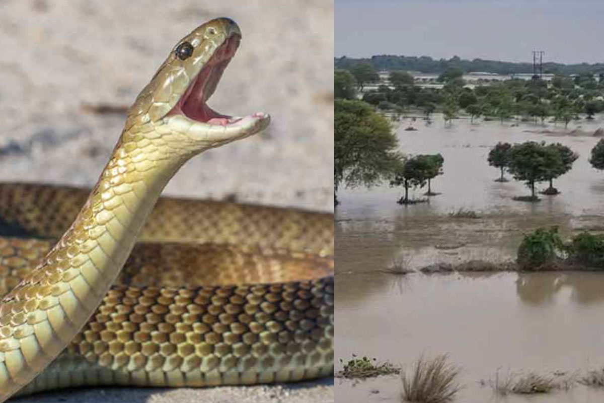 বানভাসি ভূতনিতে বিষাক্ত সাপের উপদ্রব, কাটা বাঁধে তৈরি হচ্ছে ভাসমান ফুটব্রিজ