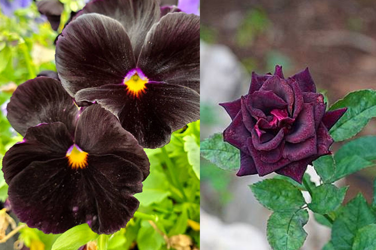 Black Flowers for Home Garden: 5 Beautiful Varieties to Grow