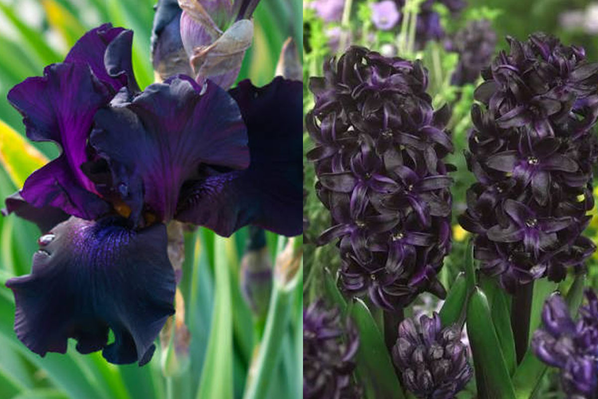 5 Stunning Black Flowers to Grow in Your Home Garden