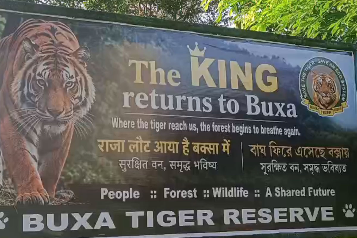 tigress has arrived at Buxa Tiger Reserve from Bihar